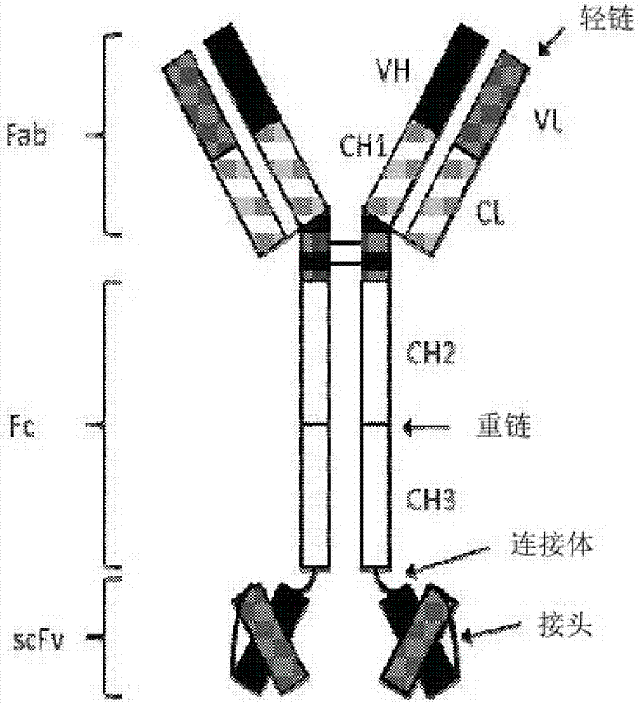 Bispecific tetravalent antibodies and methods of making and using thereof