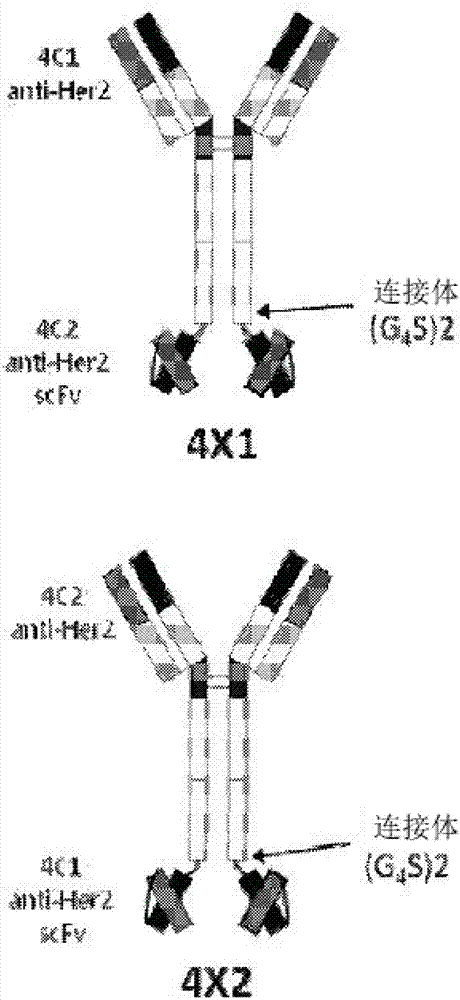 Bispecific tetravalent antibodies and methods of making and using thereof