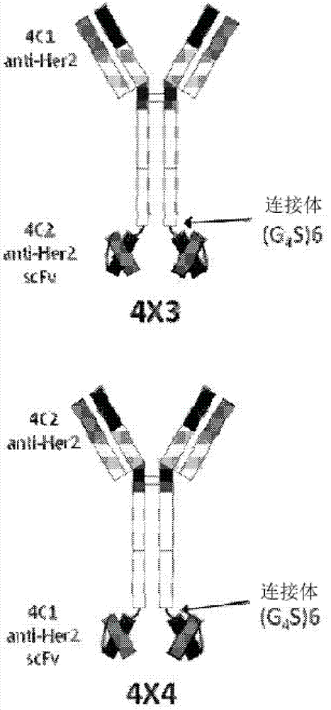 Bispecific tetravalent antibodies and methods of making and using thereof