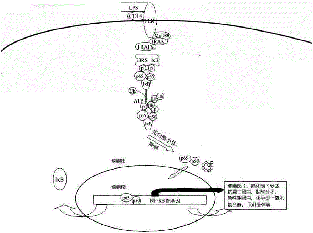 Pharmaceutical composition for treating or preventing inflammatory diseases