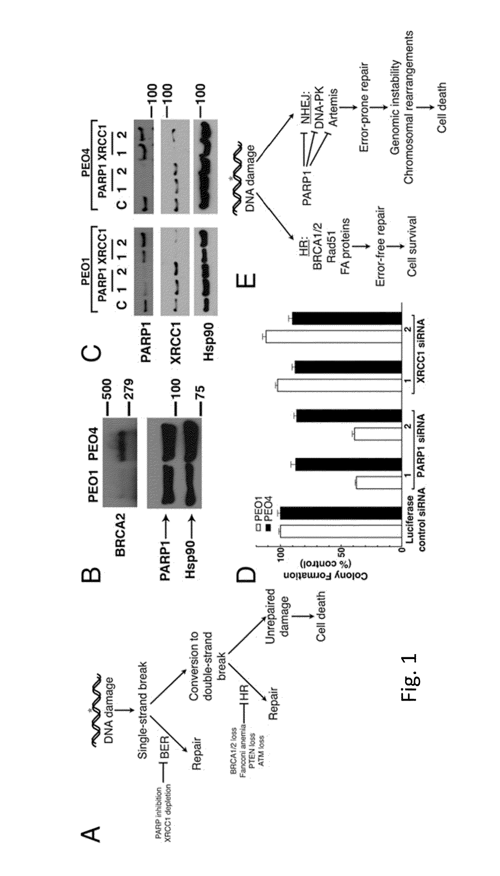 Methods and materials for assessing responsiveness to parp inhibitors and platinating agents
