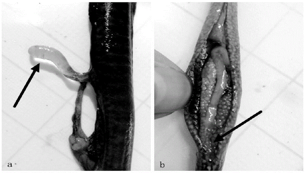 Artificial breeding method of spiny eels