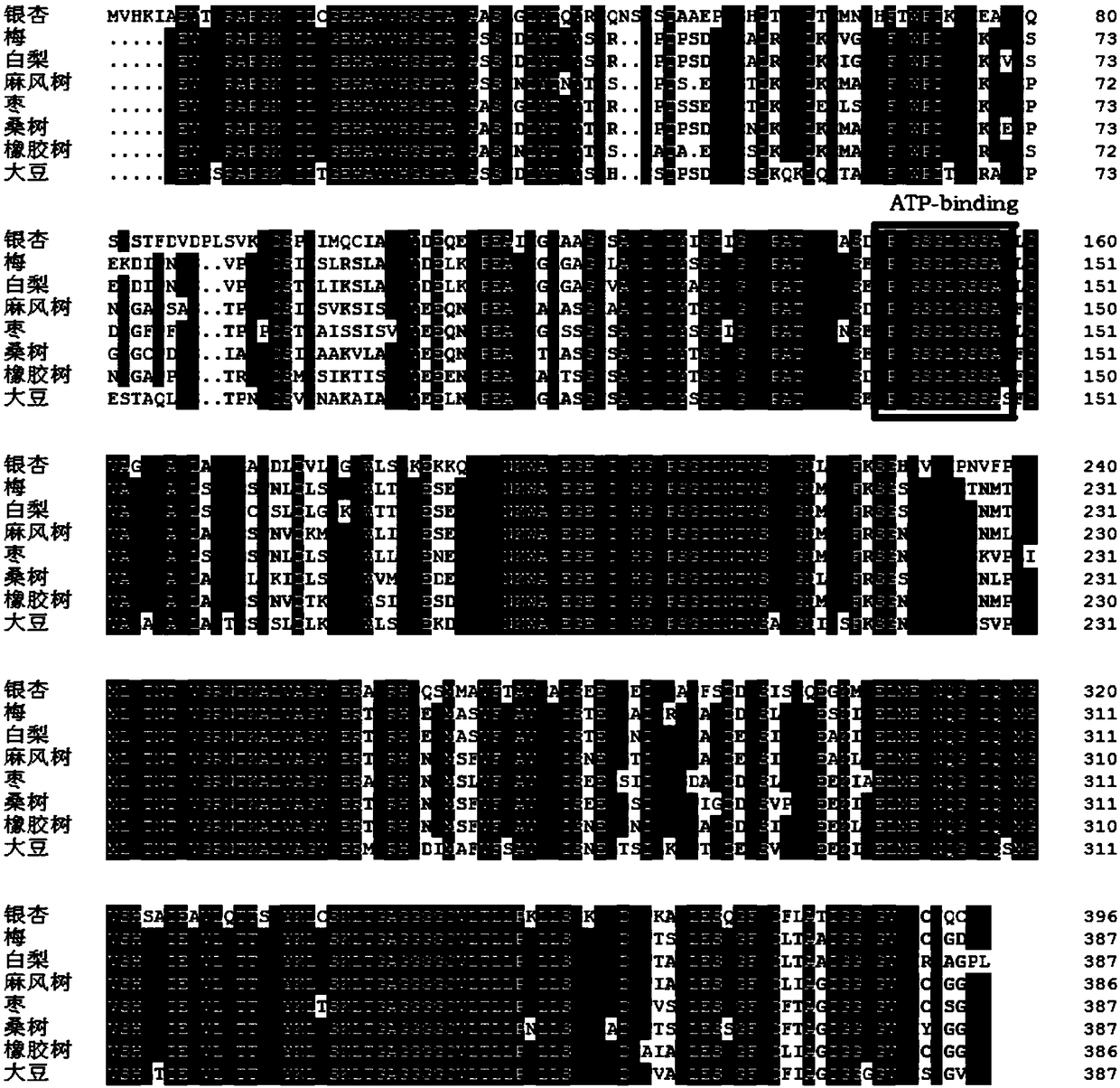 Mevalonate kinase gene in synthetic route of ginkgo terpene lactones, encoded protein and application thereof