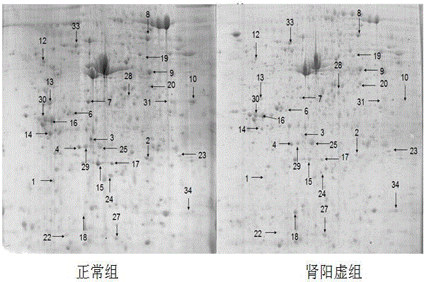 Method for screening and confirming kidney-yang deficiency animal model biomarker