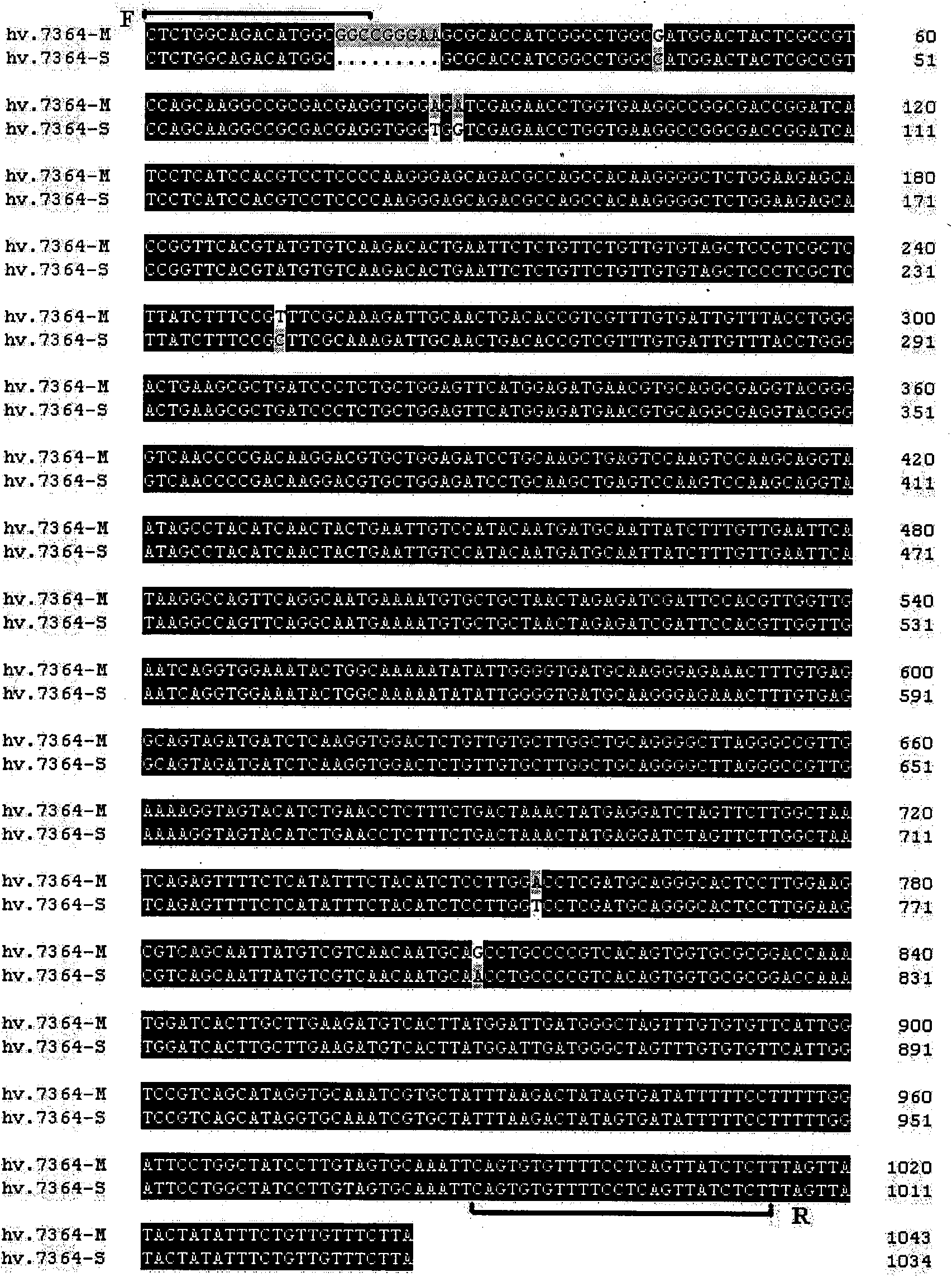 Development of wide stress protein family gene specific molecular marker and application thereof