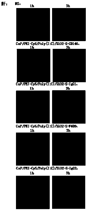 Compound containing cell targeting antibodies and Poly(I:C), preparation method and applications thereof
