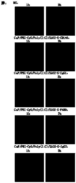 Compound containing cell targeting antibodies and Poly(I:C), preparation method and applications thereof