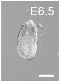 Method for obtaining mouse haploid stem cells