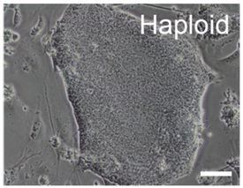 Method for obtaining mouse haploid stem cells