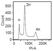 Method for obtaining mouse haploid stem cells