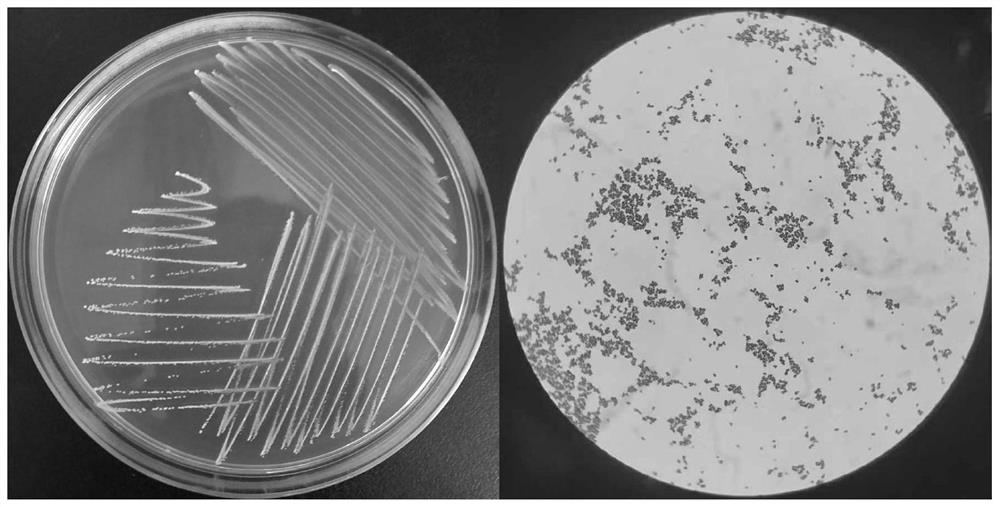 Pediococcus acidilactici with excellent alcohol stress resistance and application