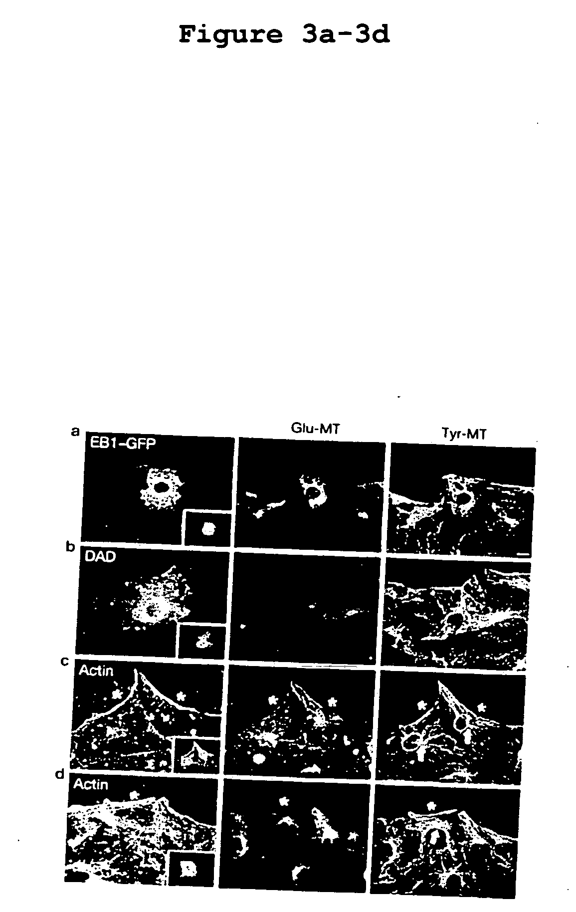 EB1-related compositions and methods