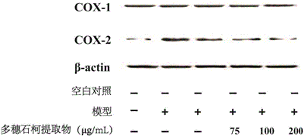 Application of Lithocarpus polystachyus (Wall.) Rehd. in preparing toothpaste