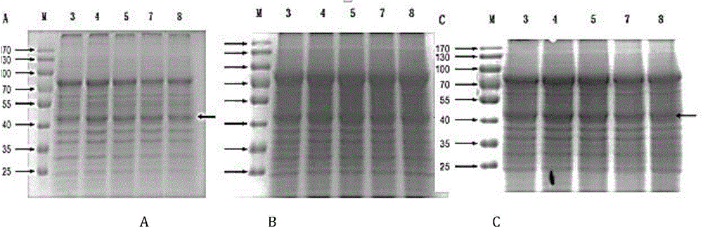 Construction and application of ganoderma manganese peroxidase pichia pastoris gene engineering strain