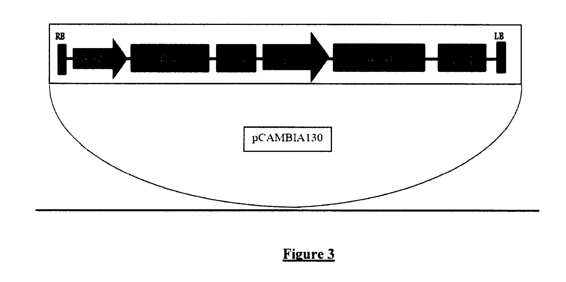 Method for production of transgenic cotton plants