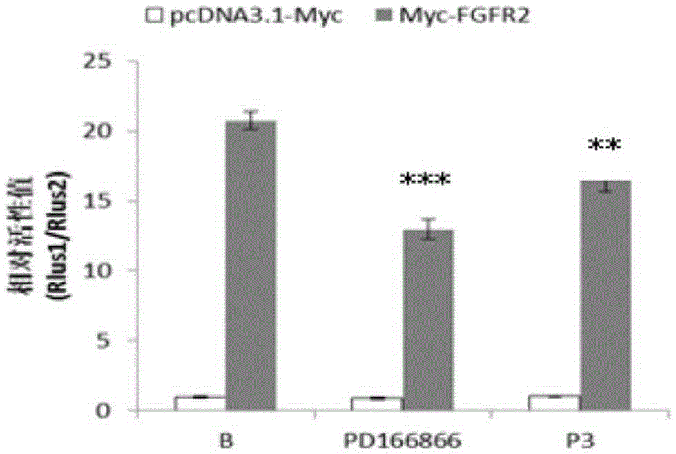 Polypeptides that regulate FGFR2 activity