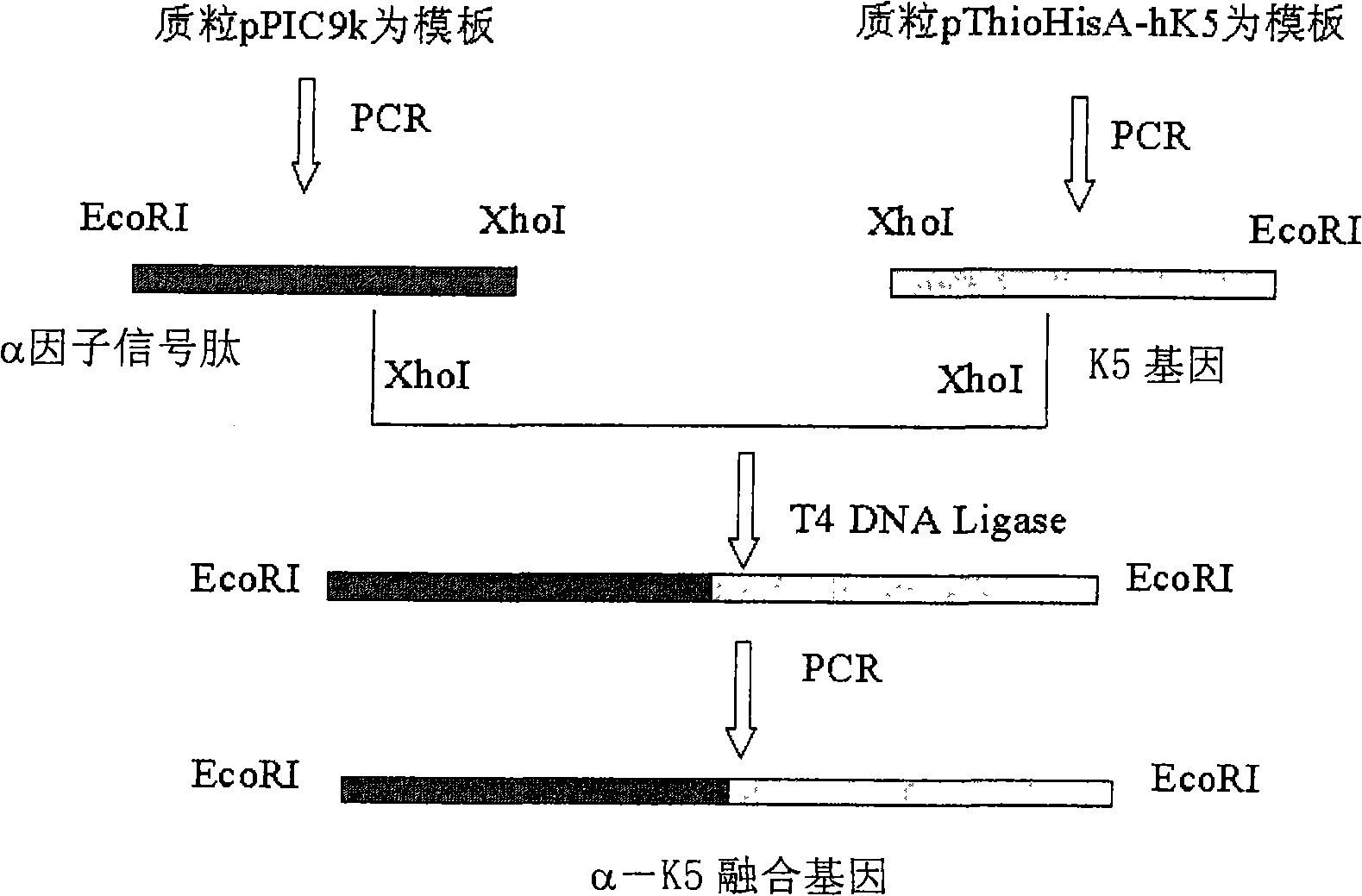 Preparation method of recombinant human plasminogen Kringle 5(hk5)