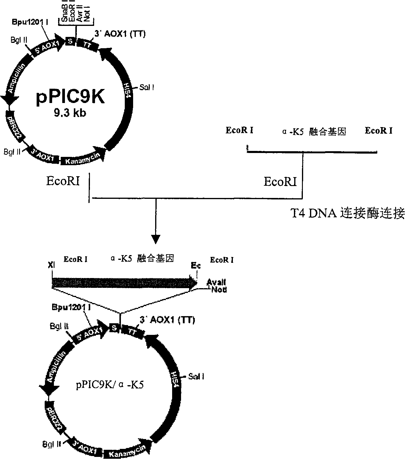 Preparation method of recombinant human plasminogen Kringle 5(hk5)