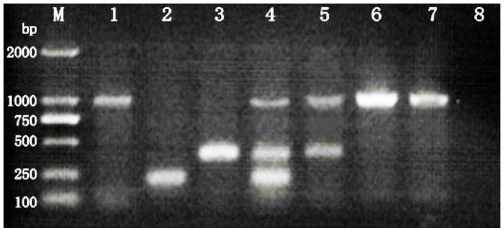 A triple PCR detection primer and kit for rapidly distinguishing African swine fever virus wild strains from gene-deleted strains
