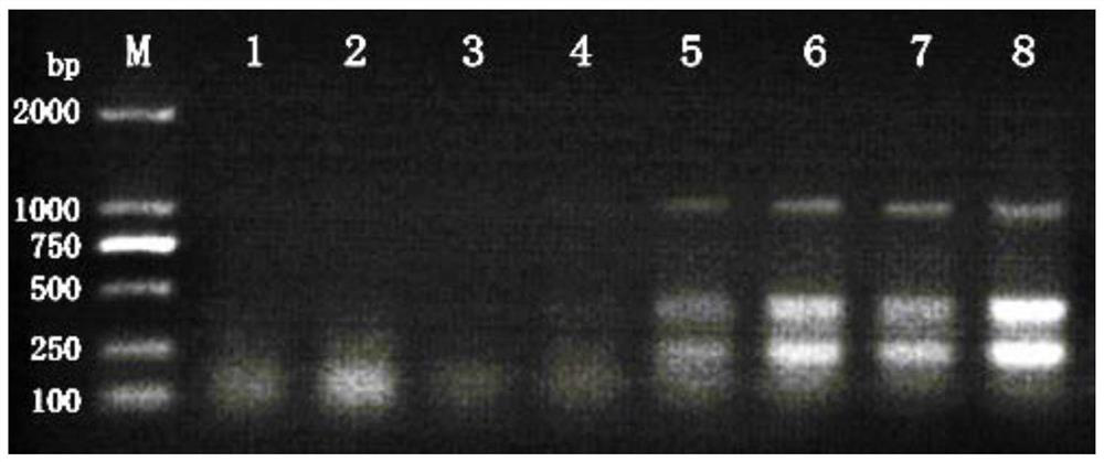 A triple PCR detection primer and kit for rapidly distinguishing African swine fever virus wild strains from gene-deleted strains