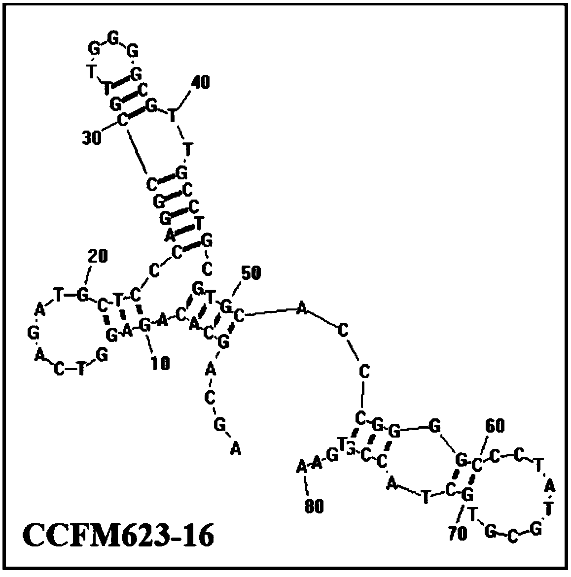 An aptamer, screening method and application for binding to Bifidobacterium breve