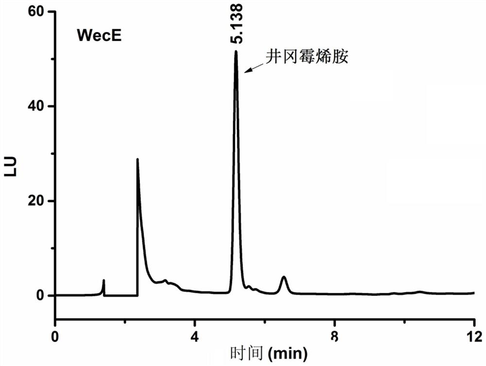 Biological preparation method of Jinggang mycylamine