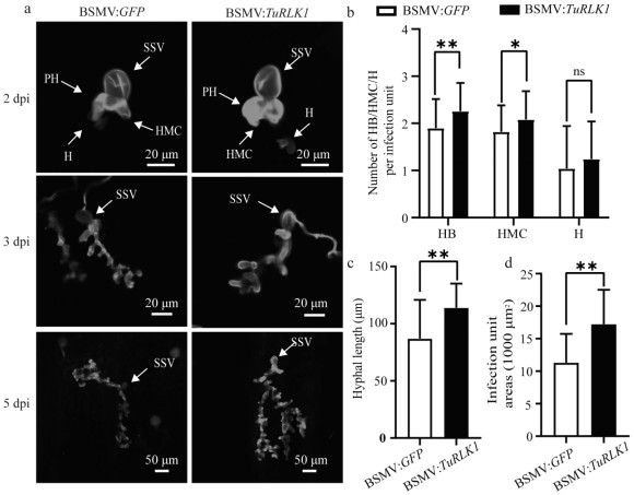 Wheat wula receptor-like protein kinase gene TuRLK1 and application of Wheat wula receptor-like protein kinase gene TuRLK1