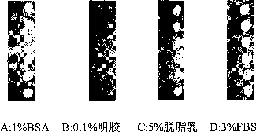 Visible protein chip for detecting poultry disease serum antibody, its preparation method and application