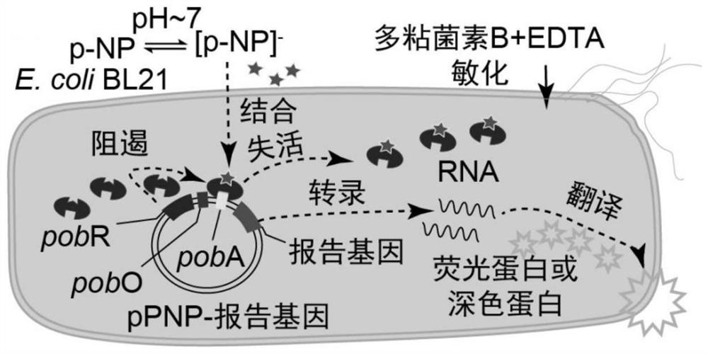 Whole-cell biosensor for detecting p-nitrophenol and detection method