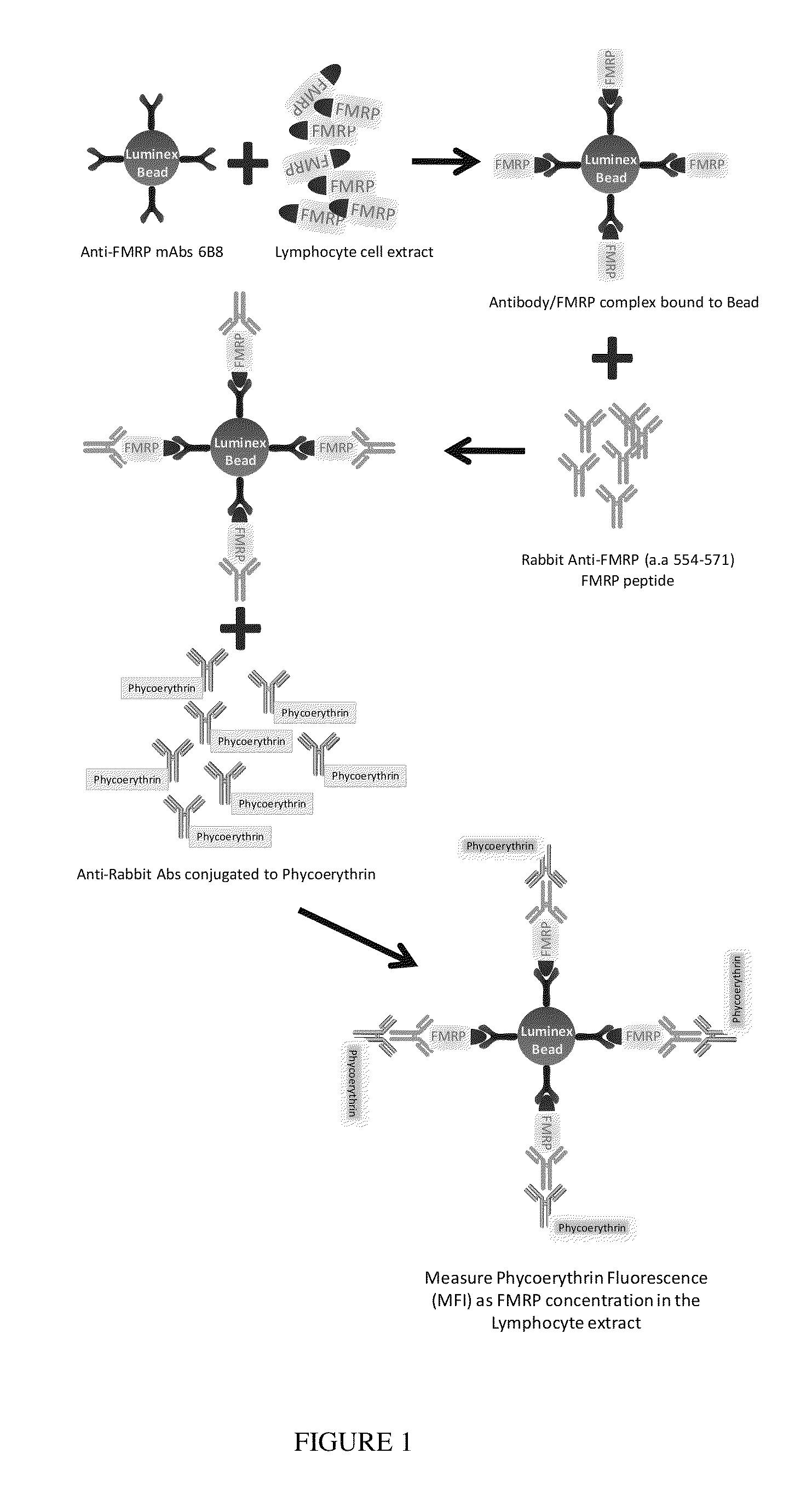 System and method for quantifying fragile X mental retardation 1 protein in tissue and blood samples