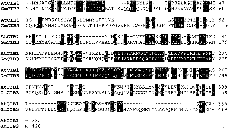 Soybean blossoming regulation gene GmCIB3, coding protein and application thereof