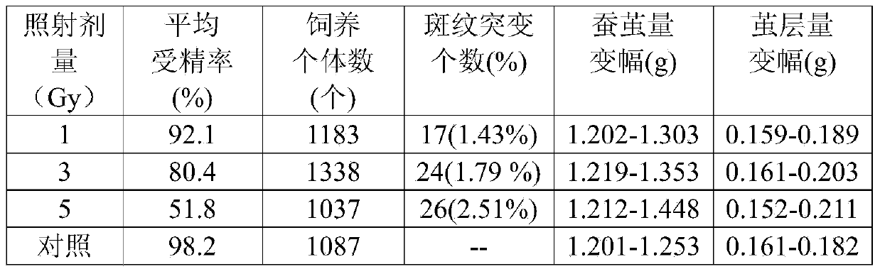 Breeding method for improving mutation frequency of silkworms