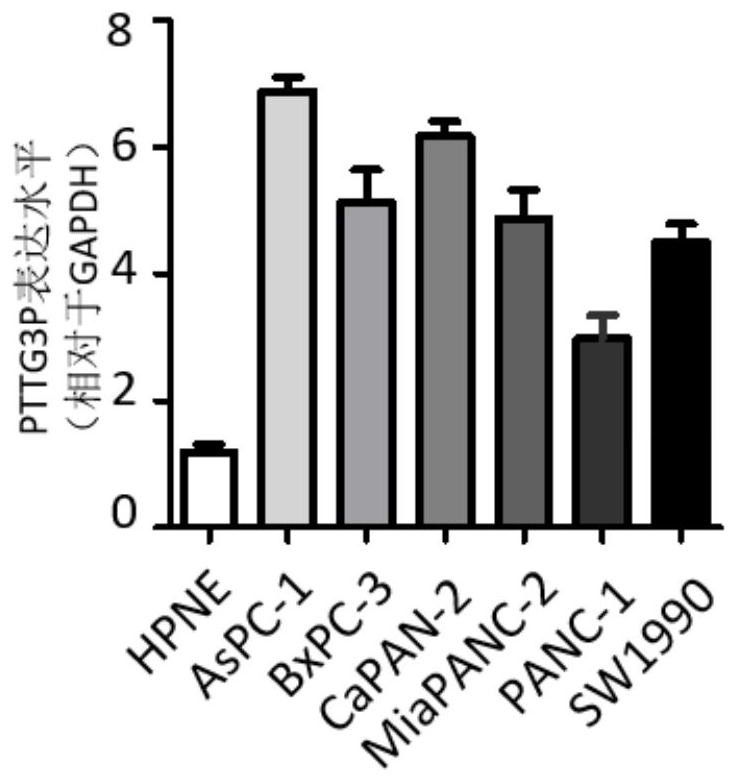 Application of pttg3p in preparation of pancreatic cancer diagnostic reagent or kit