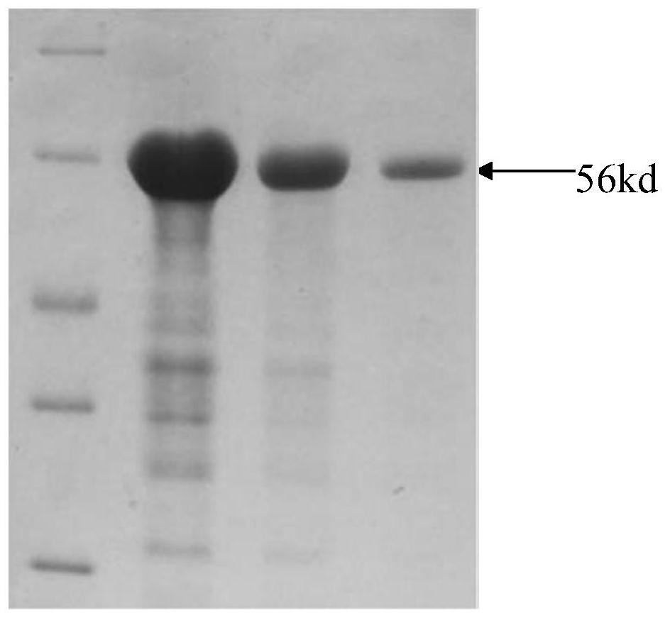 A kind of low-temperature matrix metalloproteinase and its coding gene and application