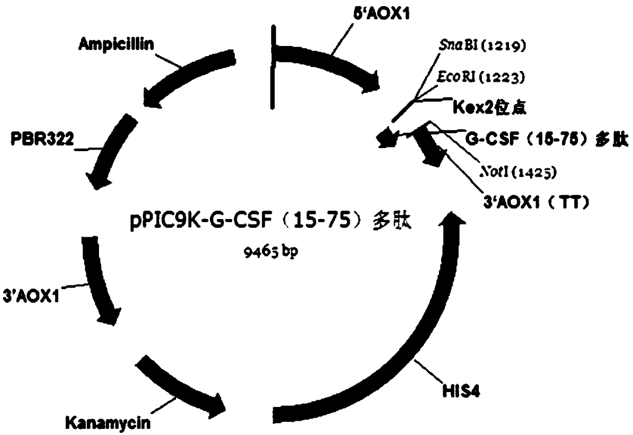 Construction and expression method of recombinant g-csf(15-75) polypeptide vector