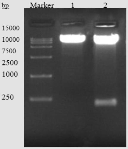 Construction and expression method of recombinant g-csf(15-75) polypeptide vector