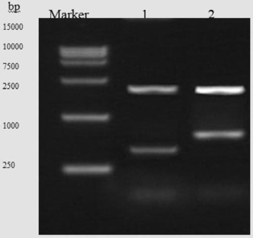 Construction and expression method of recombinant g-csf(15-75) polypeptide vector