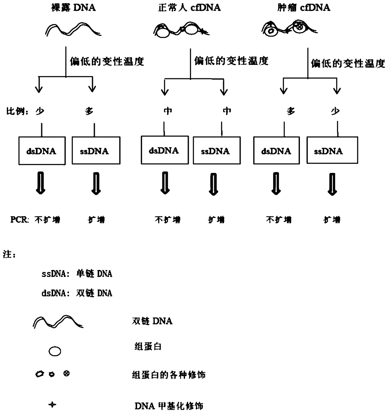 Primer pair group for detecting modification difference of cytosine deaminase and related molecular gene in cfDNA and kit