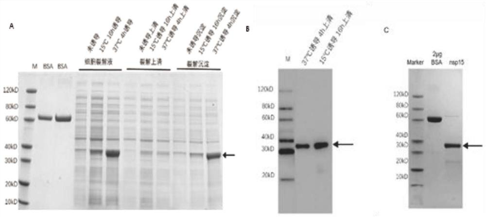 Polyclonal antibody of porcine epidemic diarrhea virus Nsp15 protein and preparation method thereof