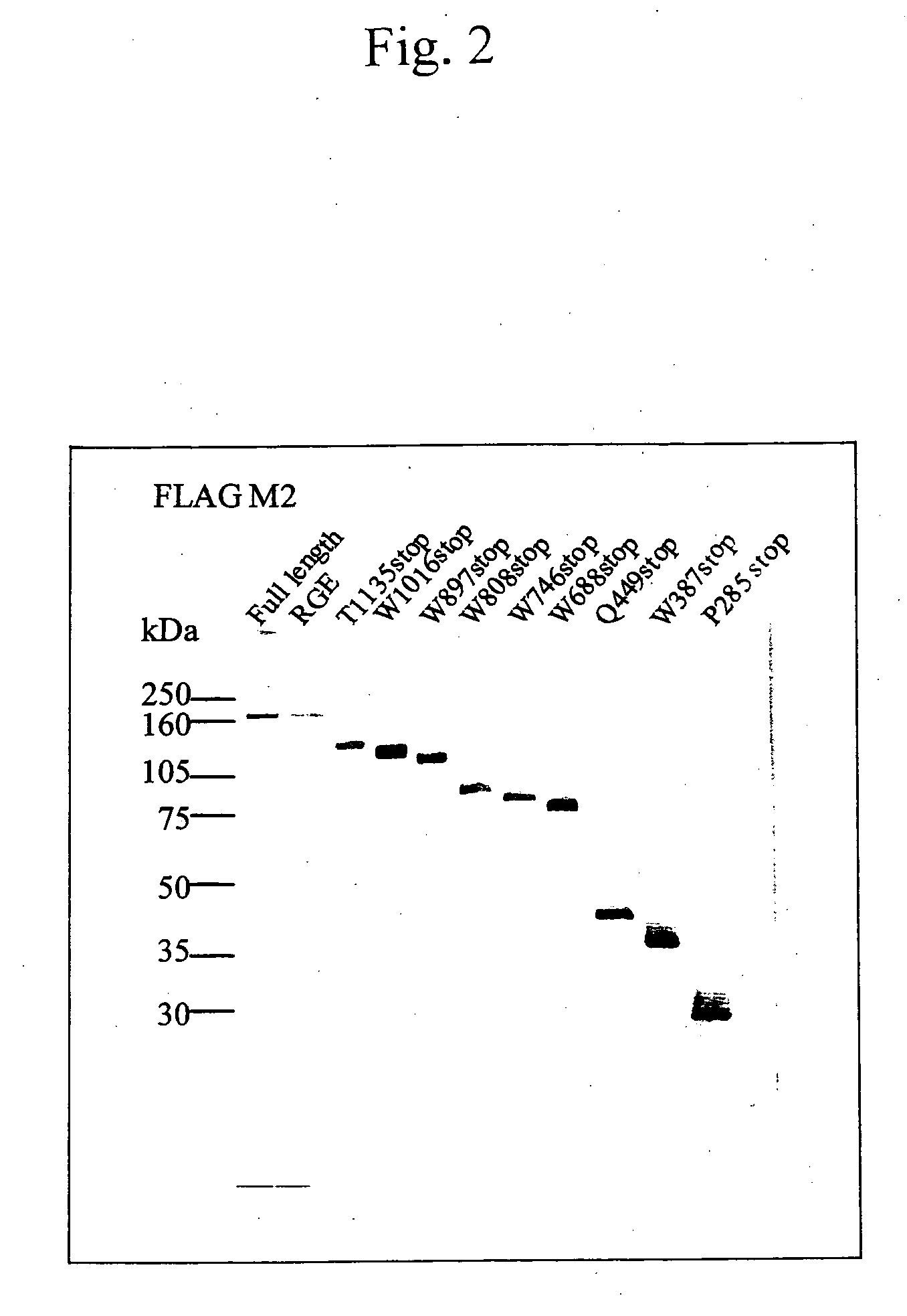 Construct comprising recognition domain of antibody against von willebrand factor-specific cleaving enzyme
