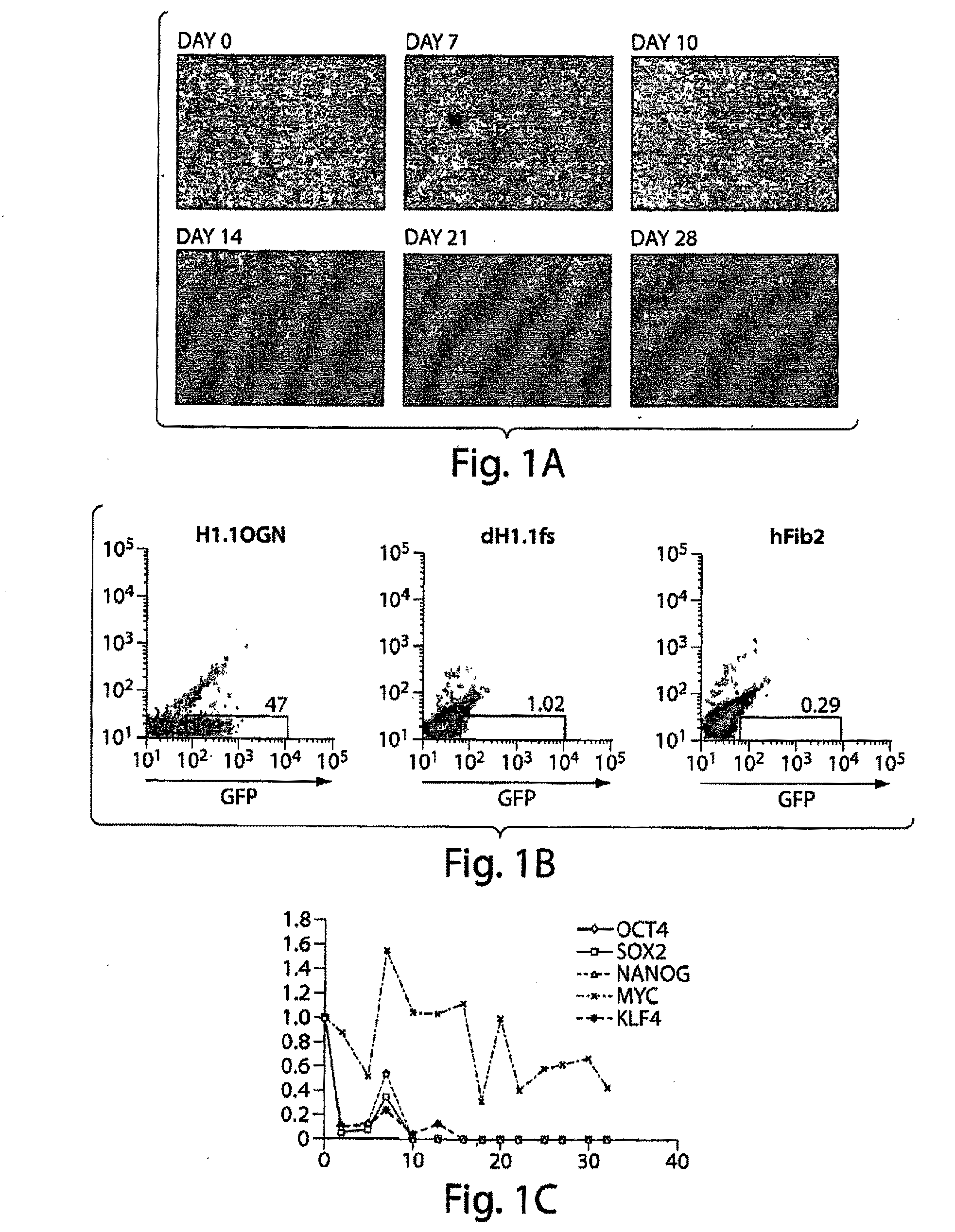 Method to produce induced pluripotent stem (IPS) cells from non-embryonic human cells