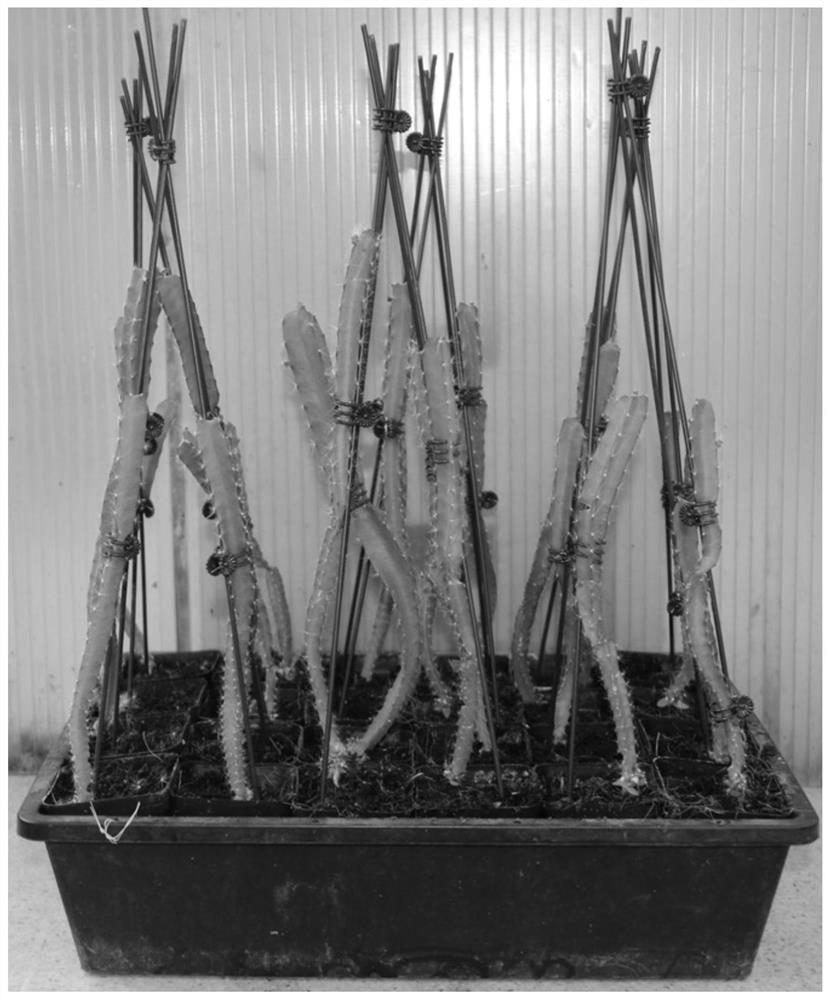 Cultivation method of dragon fruit seedlings