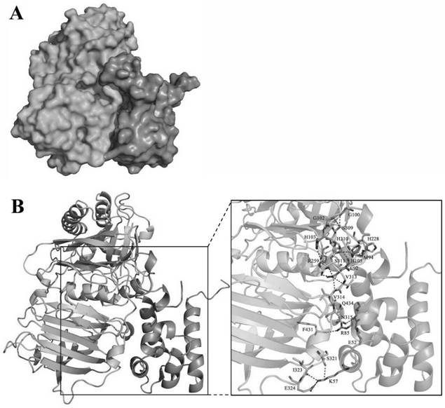 Application Of S100A9 Inhibitor In Preparation Of Medicine For Treating ...