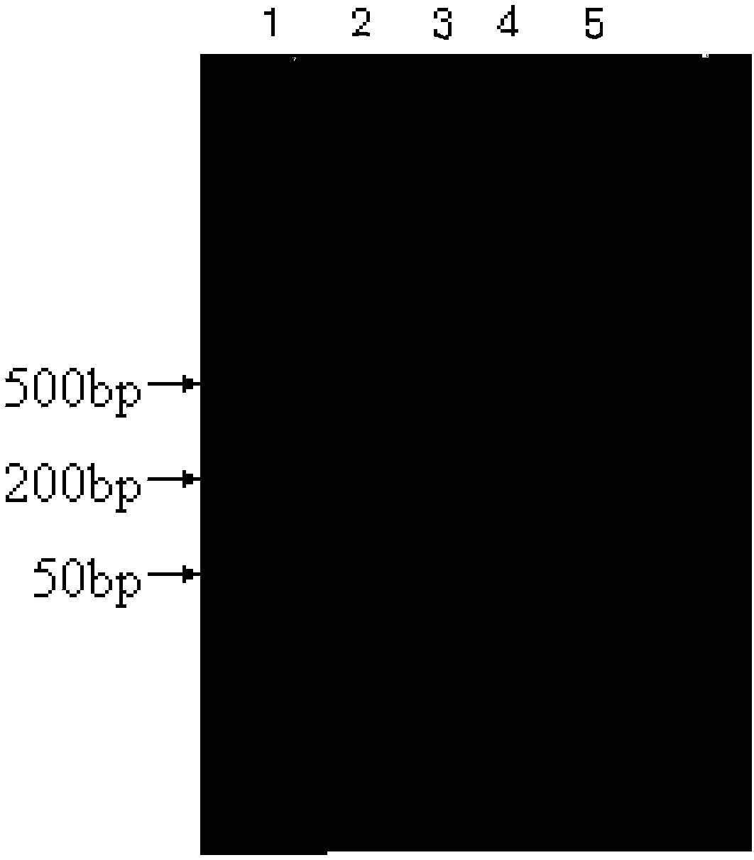 Kit for identifying experimental animal cattle and sheep brucella and detection method thereof