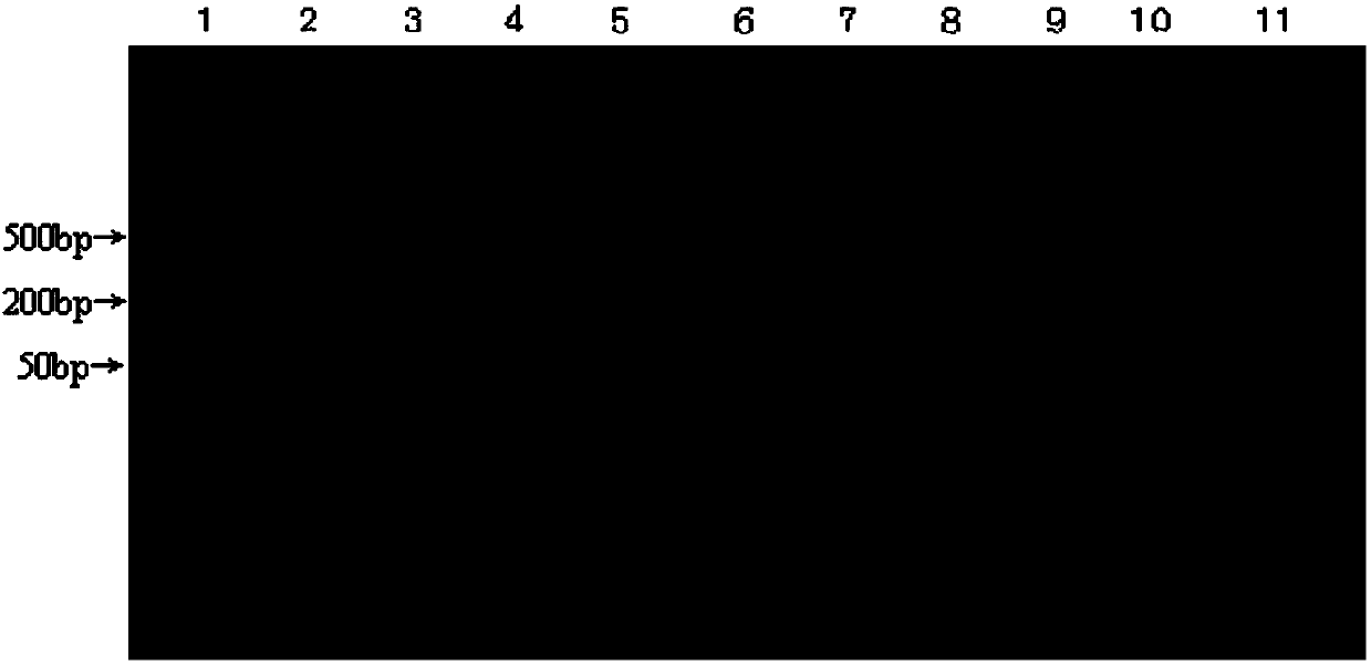 Kit for identifying experimental animal cattle and sheep brucella and detection method thereof