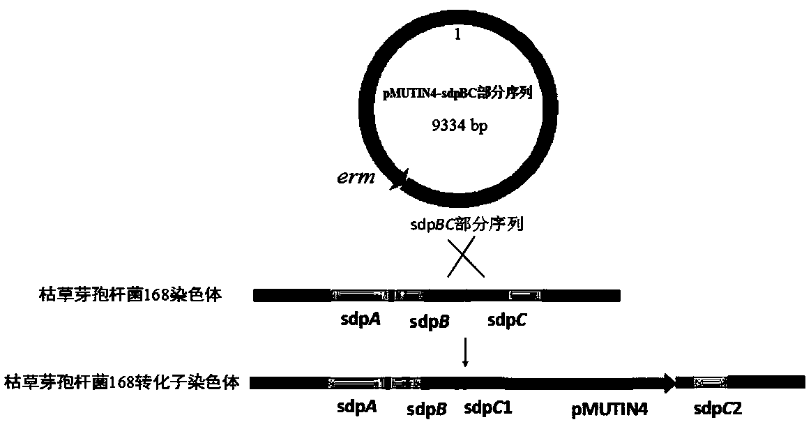 A kind of method improving α-amylase activity in Bacillus subtilis fermented liquid