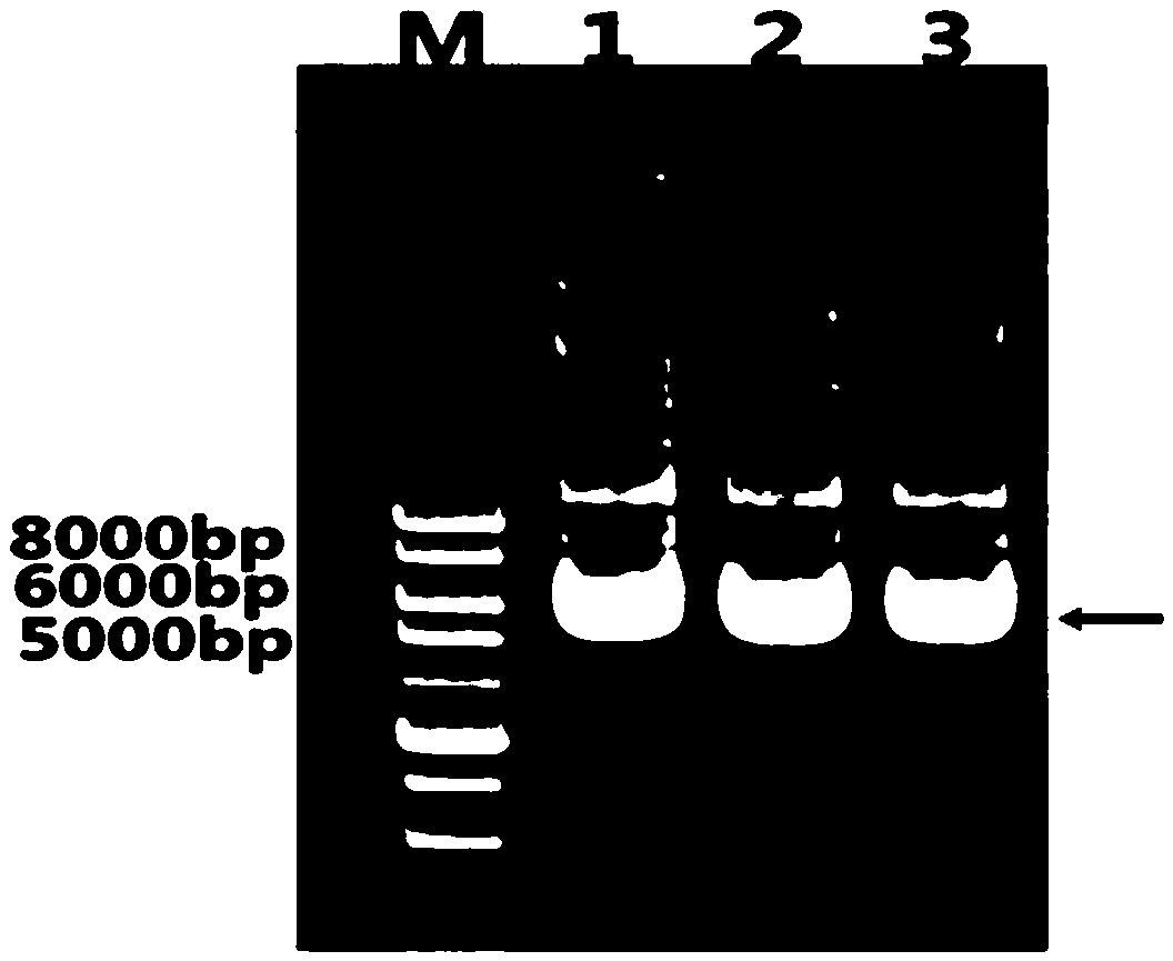 A kind of method improving α-amylase activity in Bacillus subtilis fermented liquid