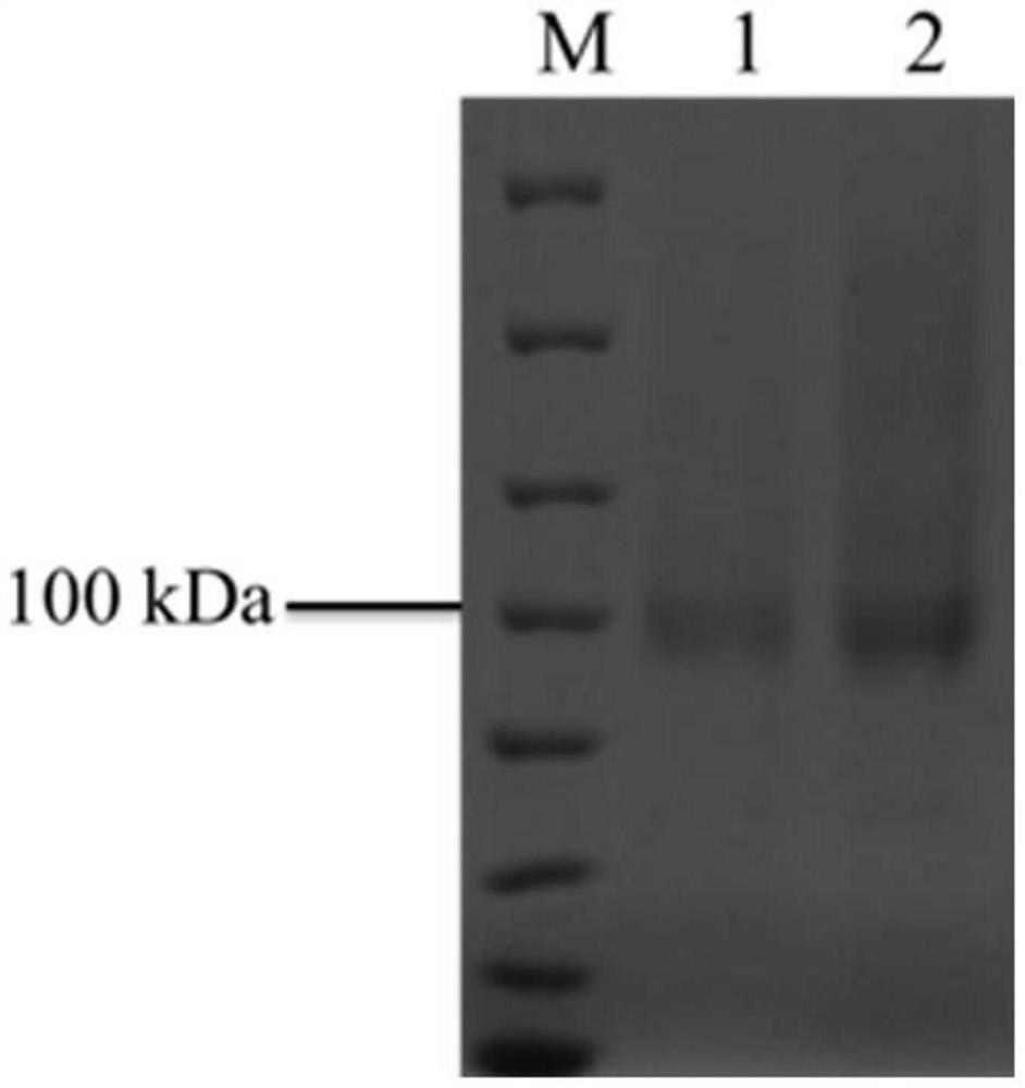 Alpha-L-rhamnosidase mutant enzyme, gene and expression preparation method