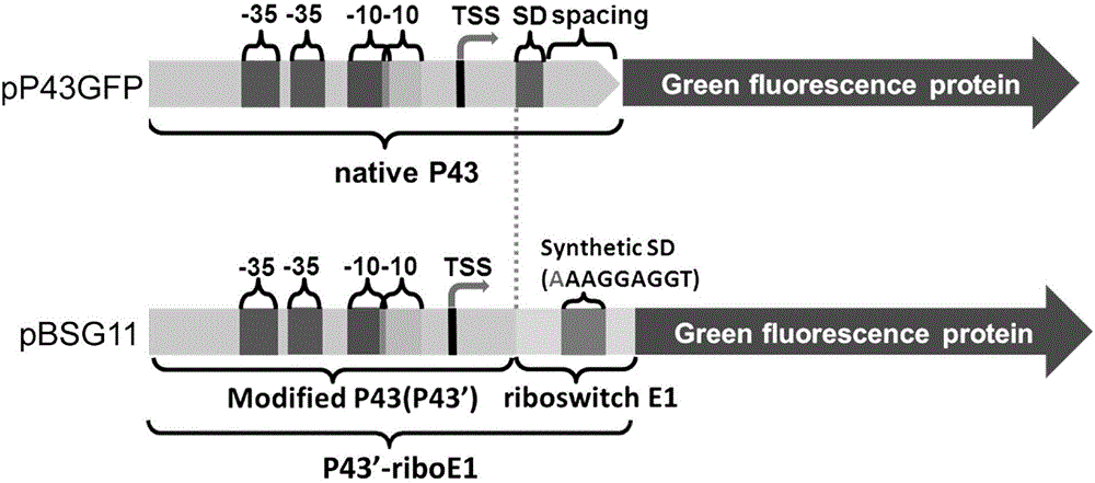 Theophylline induction type gene expression system