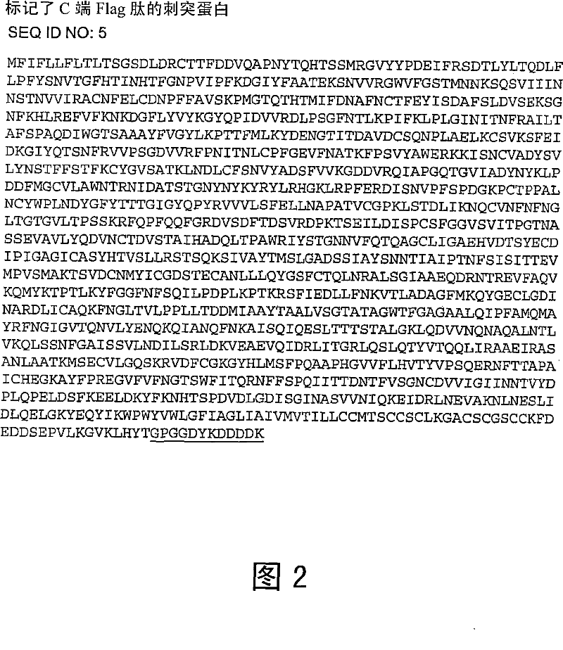 Nucleic acids, polypeptides, methods of expression, and immunogenic compositions associated with sars corona virus spike protein